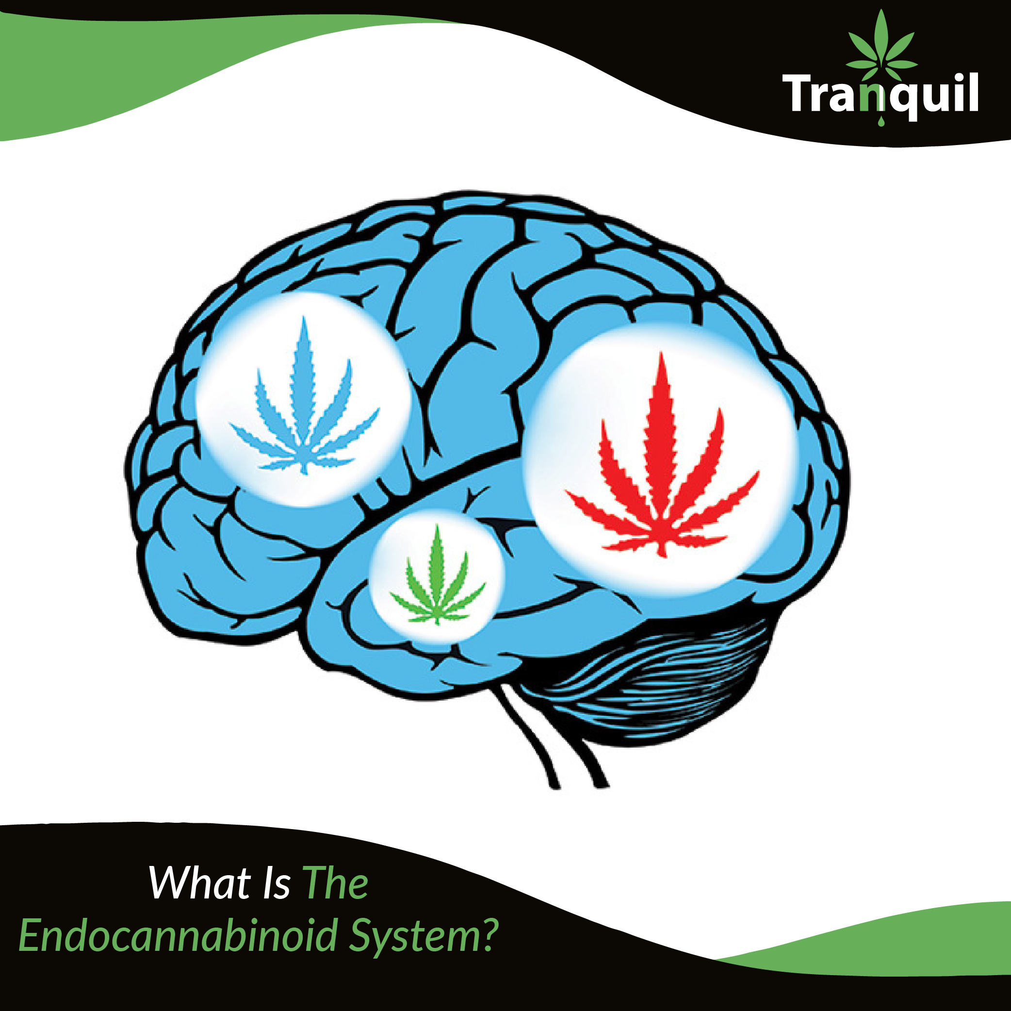 What Is The Endocannabinoid System Tranquil Store
